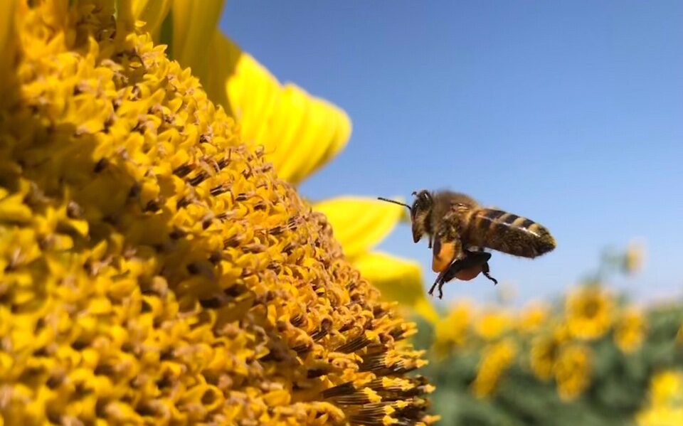 Photo d'une abeille pret d'un tournesol