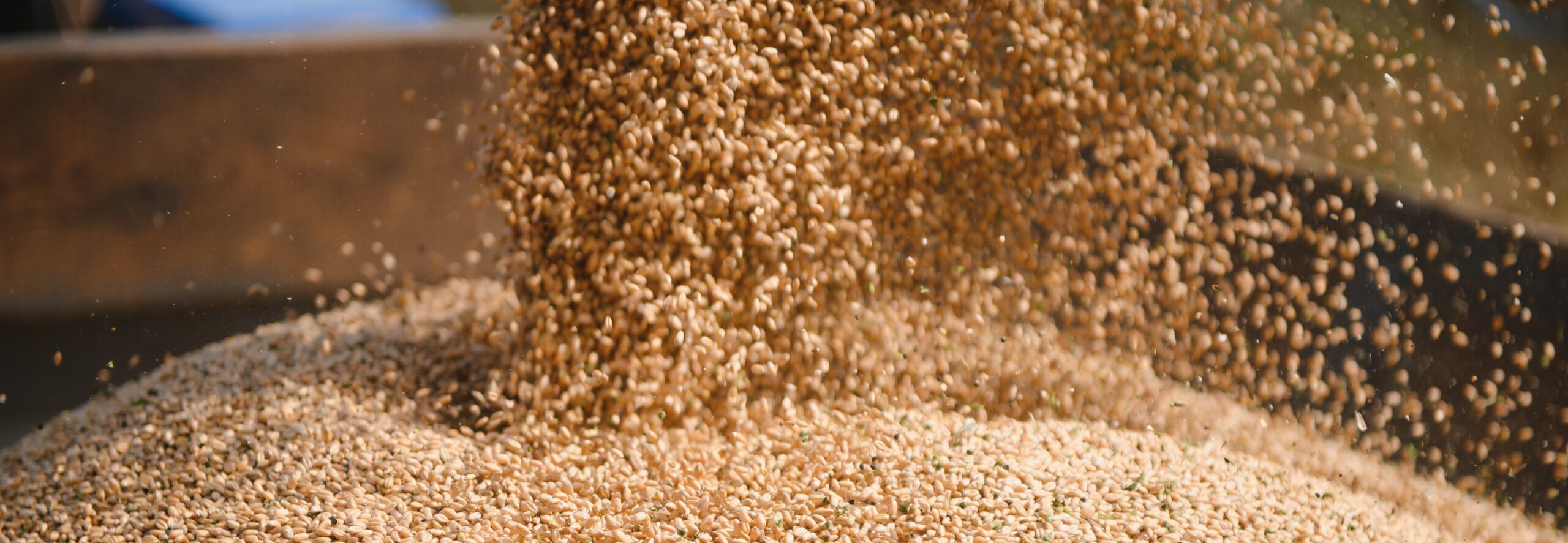 Image d'un champs de blé